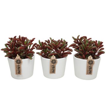 Peperomia graveolens