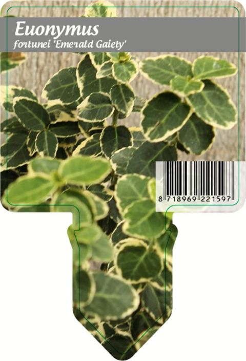 Euonymus fortunei 'Emerald Gaiety'