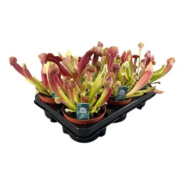 Sarracenia 'Barbapapa'
