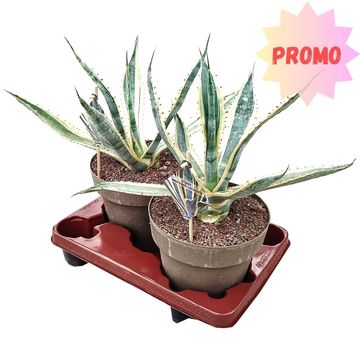 Agave americana 'Variegata'