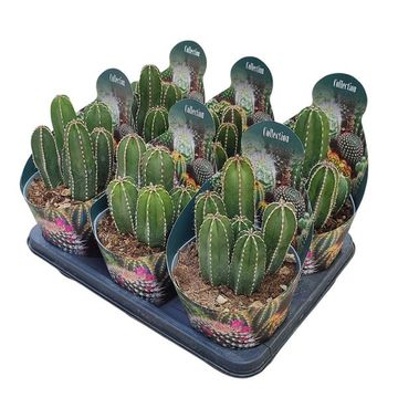 Marginatocereus marginatus