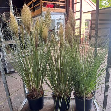 Cortaderia selloana 'Evita'