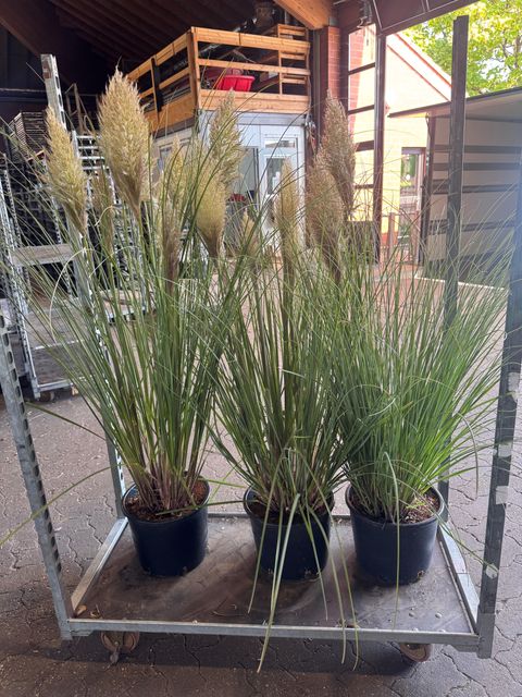 Cortaderia selloana 'Evita'