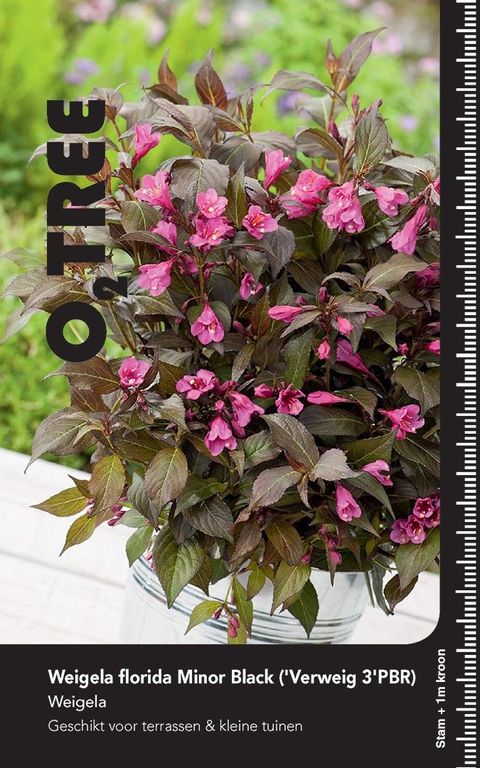 Weigela florida MINOR BLACK