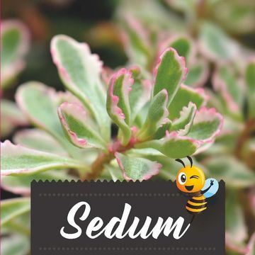 Sedum spurium 'Tricolor'
