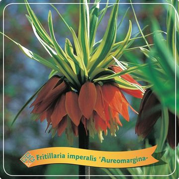 Fritillaria MIX