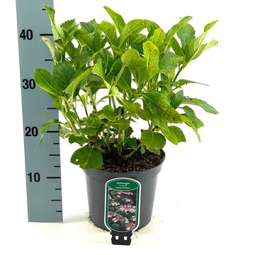 Hydrangea macrophylla 'Mariesii Perfecta'