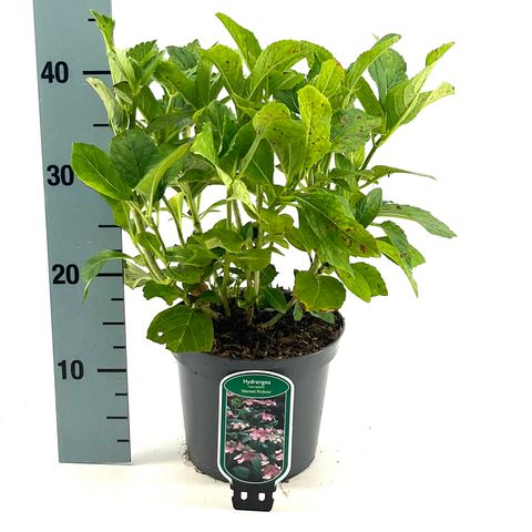 Hydrangea macrophylla 'Mariesii Perfecta'