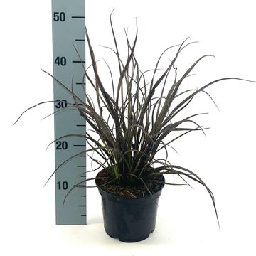 Phormium 'Jack Spratt'