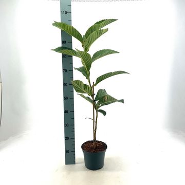 Eriobotrya japonica