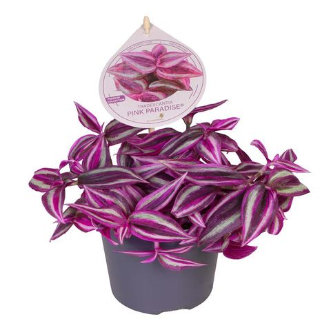 Tradescantia 'Pink Paradise'