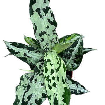 Aglaonema pictum 'Bicolor'