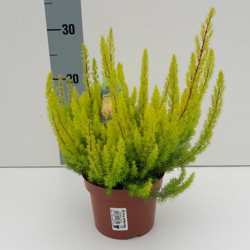 Erica arborea 'Albert's Gold'