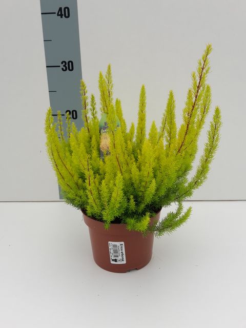 Erica arborea 'Albert's Gold'