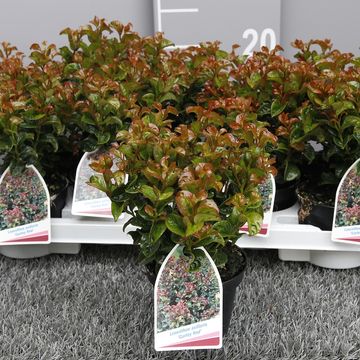 Leucothoe axillaris 'Curly Red'