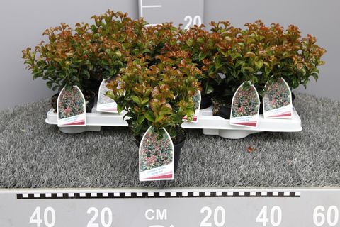 Leucothoe axillaris 'Curly Red'