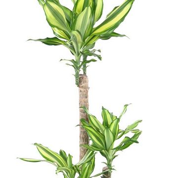 Dracaena fragrans 'Diamond Dream'