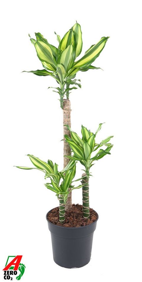 Dracaena fragrans 'Diamond Dream'