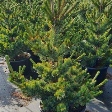 Pinus parviflora 'Shizukagoten'
