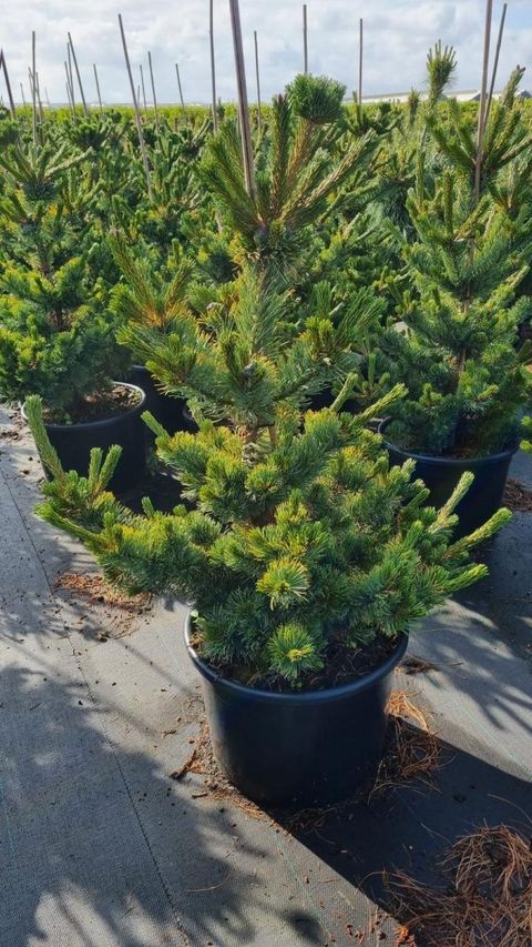 Pinus parviflora 'Shizukagoten'