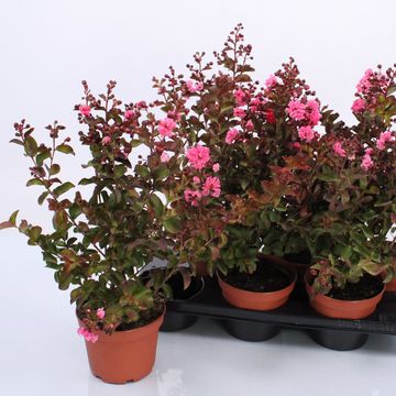 Lagerstroemia indica