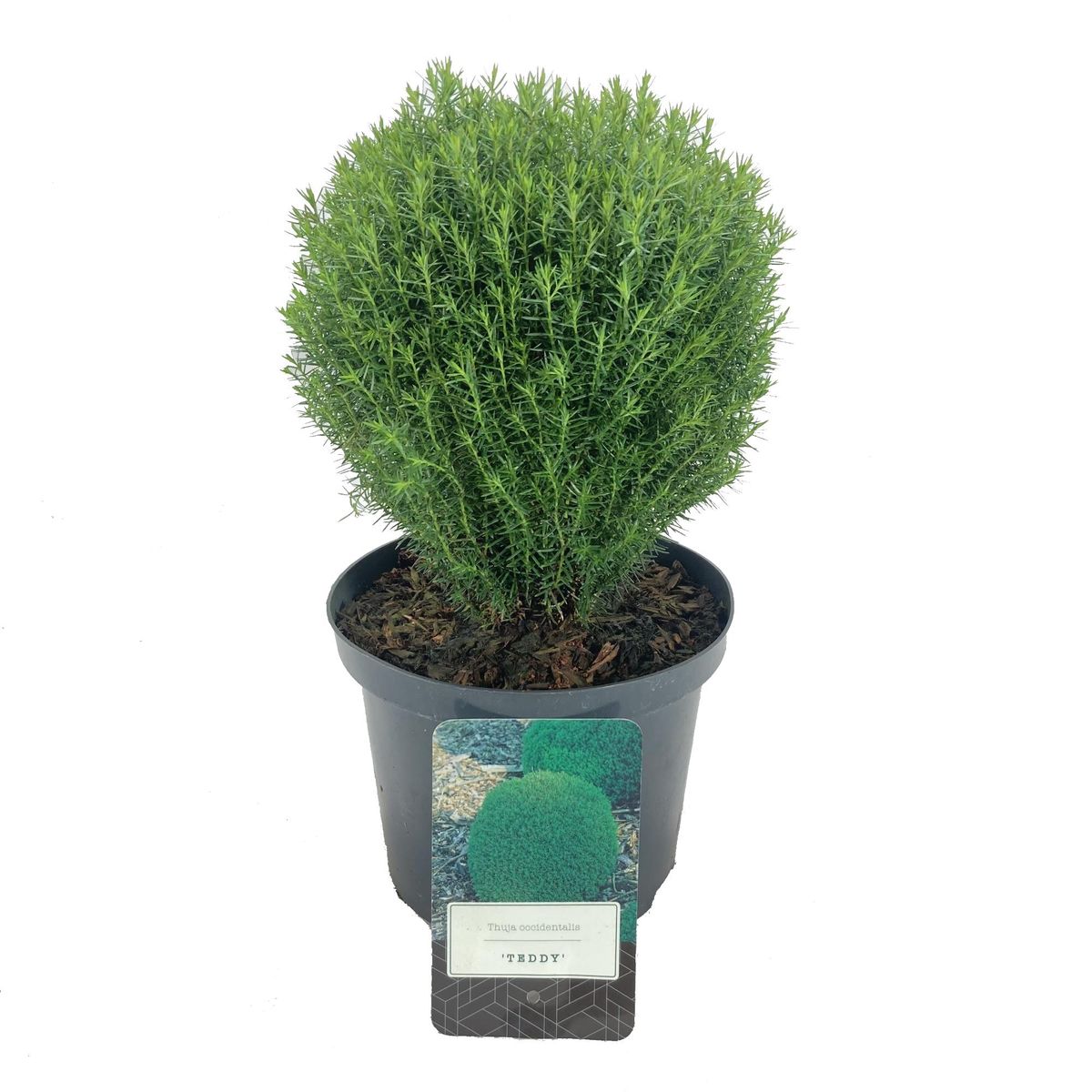 Thuja occidentalis 'Teddy' — Plant Wholesale FlorAccess