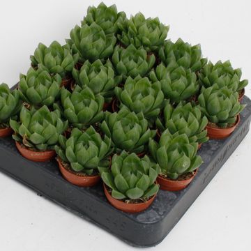 Haworthia cooperi