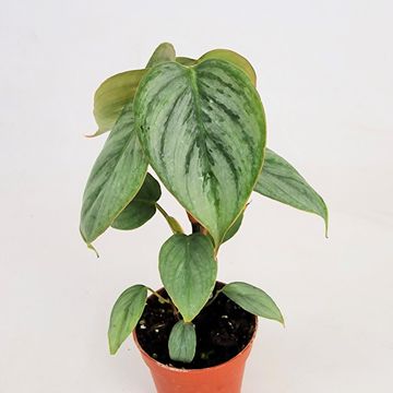 Philodendron sodiroi