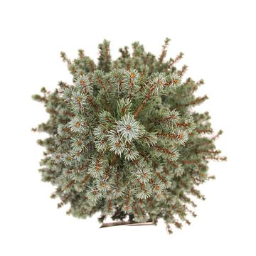 Picea glauca 'Sander's Blue'