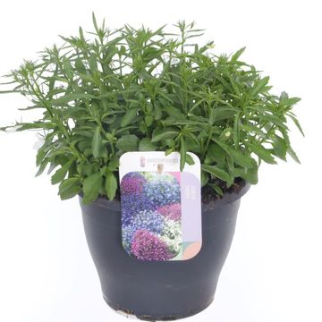 Lobelia erinus 'Techno Up White'