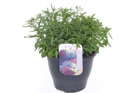 Lobelia erinus 'Techno Up White'