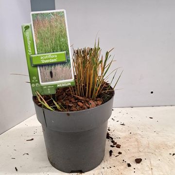 Calamagrostis x acutiflora 'Overdam'