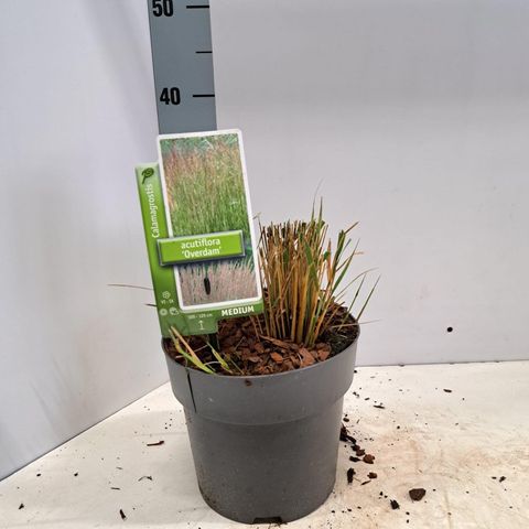 Calamagrostis x acutiflora 'Overdam'