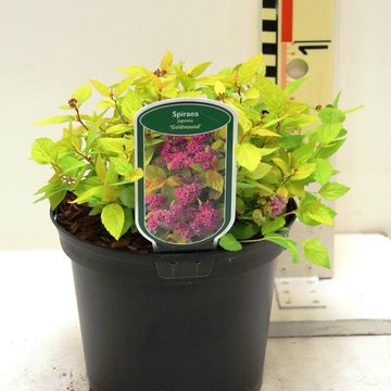 Спирея japonica 'Голдмаунд'