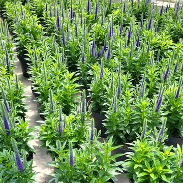 Veronica spicata