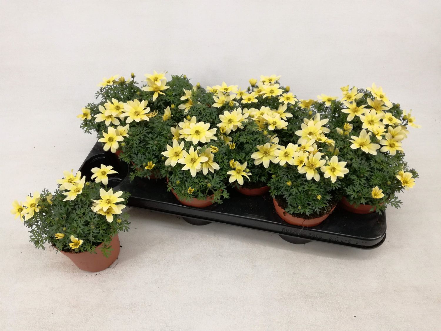 Bidens ferulifolia TAKA TUKA — Plant Wholesale FlorAccess