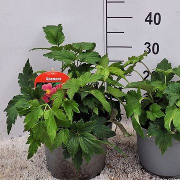Anemone hupehensis japonica