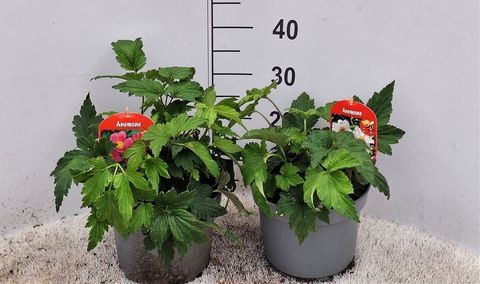 Anemone hupehensis japonica