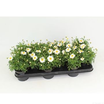 Argyranthemum frutescens LA RITA WHITE