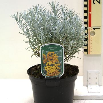 Helichrysum italicum serotinum