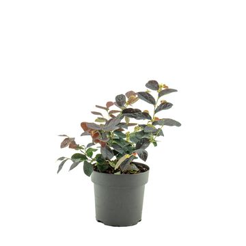 Loropetalum chinense RUBY SNOW