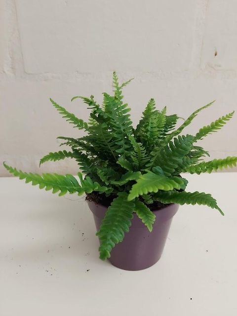 Blechnum spicant