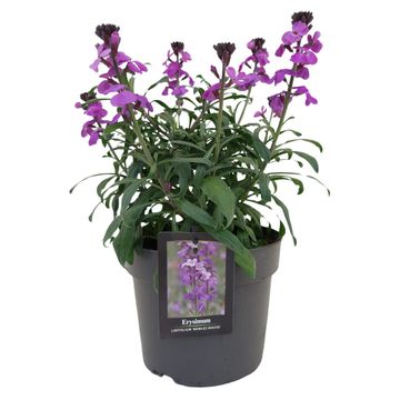 Erysimum 'Bowles' Mauve'