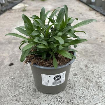 Erysimum linifolium