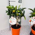 Citrus margarita 'Nagami'