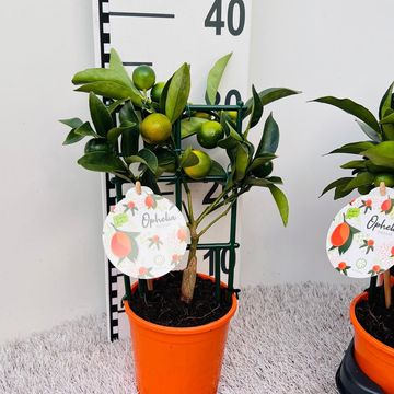 Citrus margarita 'Nagami'