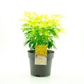 Choisya ternata SUNDANCE