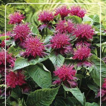 Monarda 'Pink Supreme'