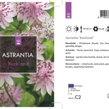 Astrantia 'Buckland'