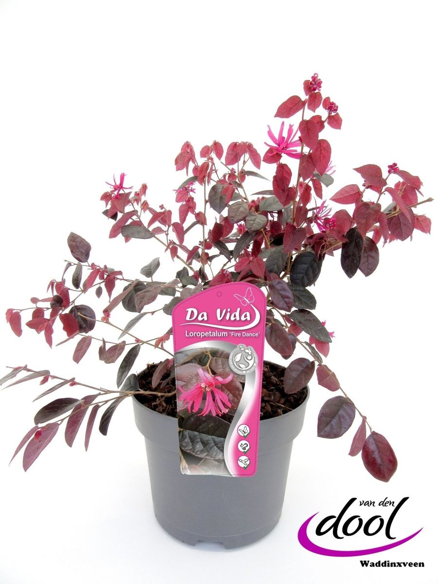 Loropetalum chinense 'Fire Dance' — Plant Wholesale FlorAccess